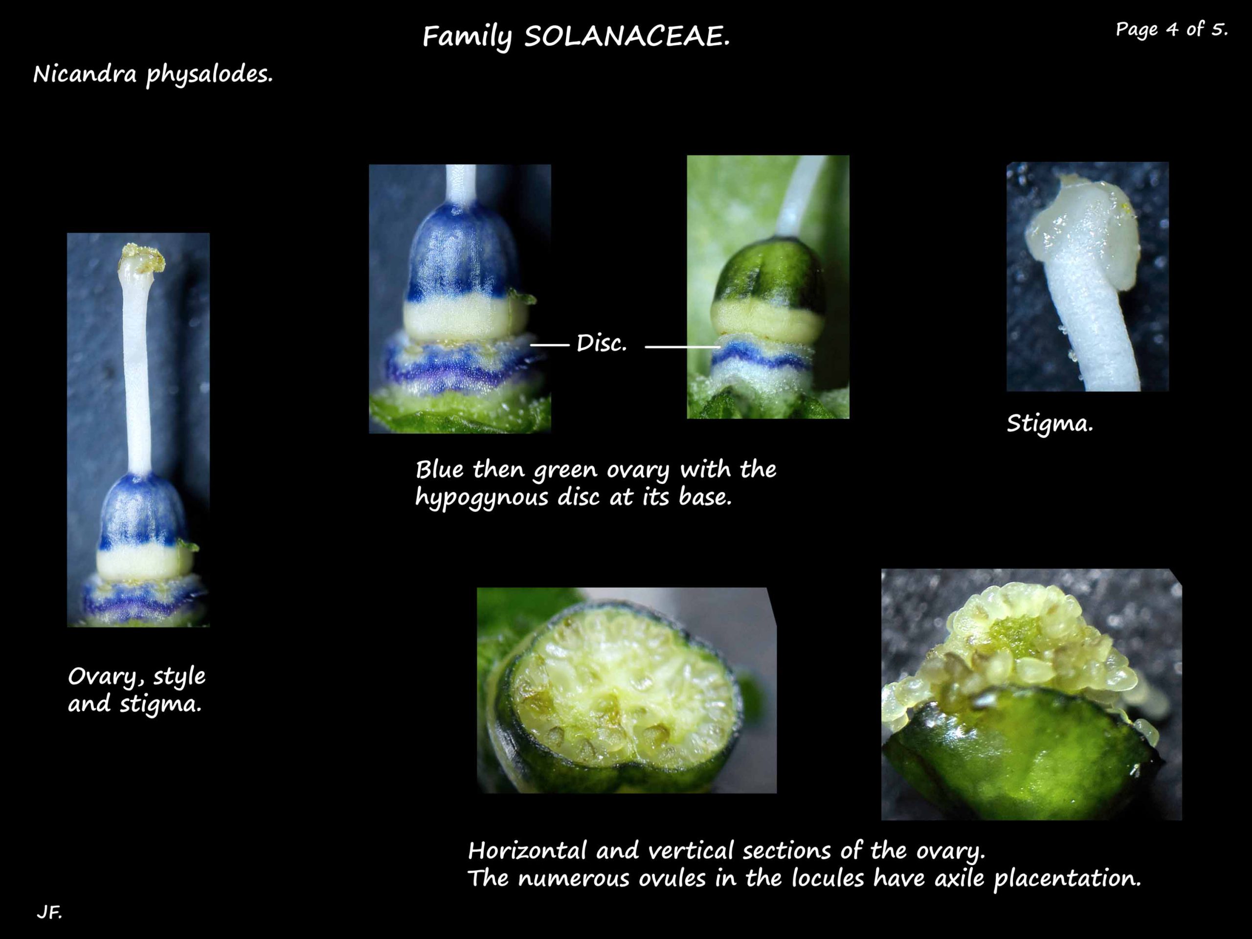 4 Nicandra physalodes ovary